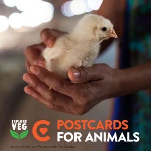 Postcards for Animals image of hands holding a chick